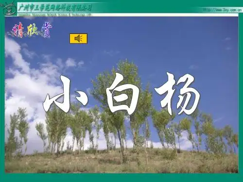 3《 白杨》PPT课件7