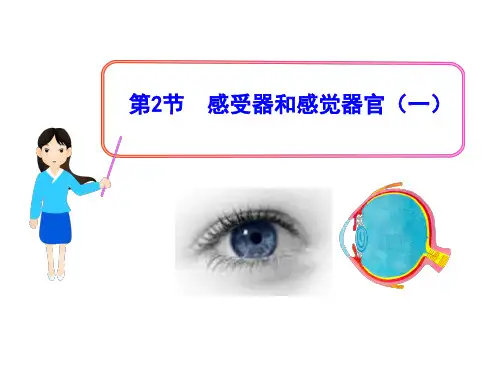 12.2感受器和感觉器官