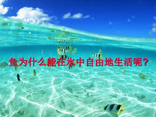 沪教版生物八年级第二册 4.2.2 观察和解剖鲫鱼(实验) 课件 (2)