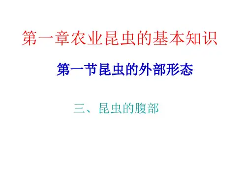 第一章第一节昆虫的外部形态(腹部、体壁)