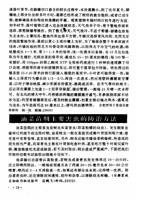 油菜苗期主要害虫的防治方法