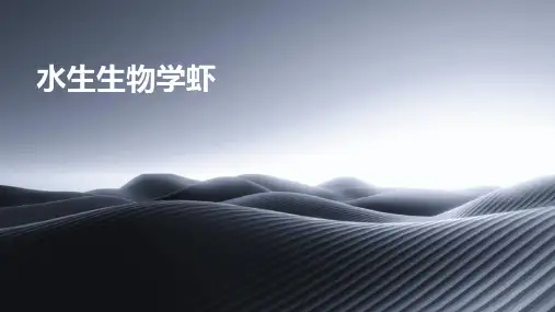 《水生生物学虾》课件