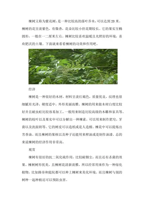 楝树的功效与作用