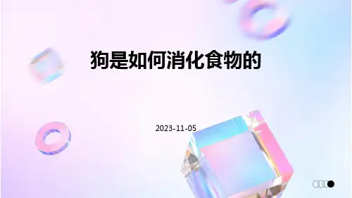 狗是如何消化食物的
