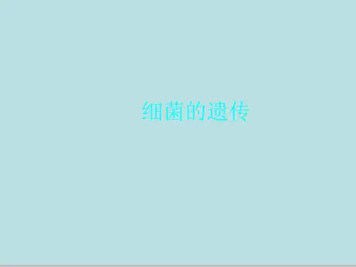 细菌的遗传