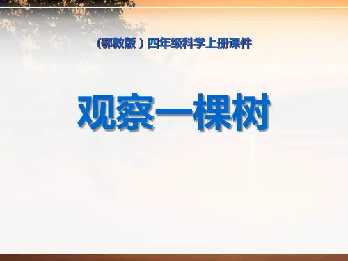 《寻访校园里的动植物——观察一棵树》科学教学PPT课件(3篇)