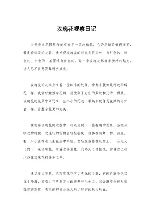 玫瑰花观察日记