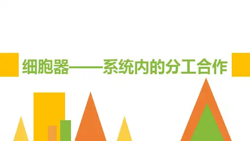 细胞器—系统内的分工合作