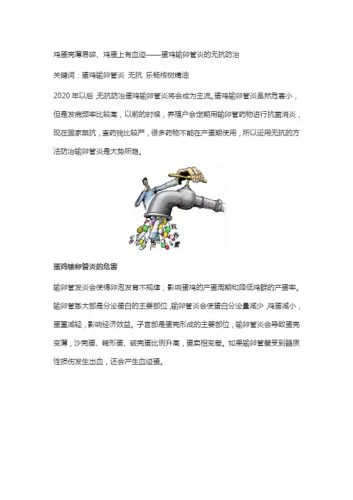 鸡蛋壳薄易碎、鸡蛋上有血迹——蛋鸡输卵管炎的无抗防治