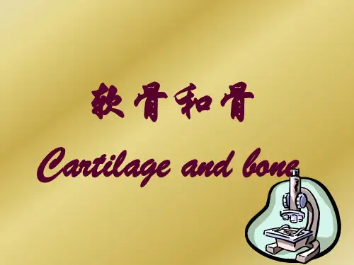 件4软骨和骨