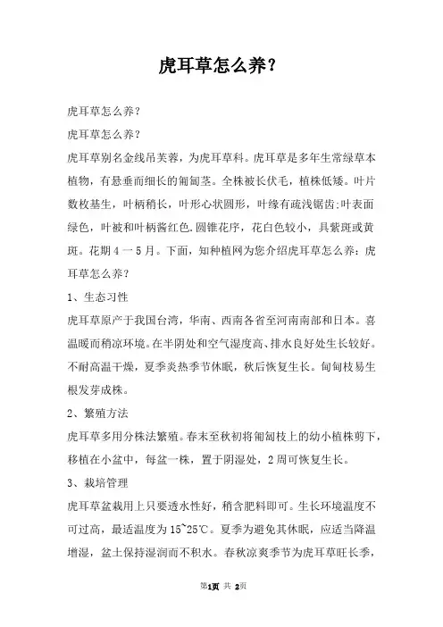 虎耳草怎么养？