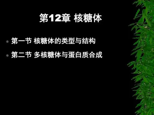 核糖体