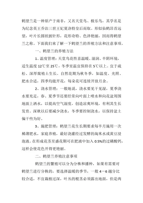 盆栽鹤望兰的养殖方法和注意事项