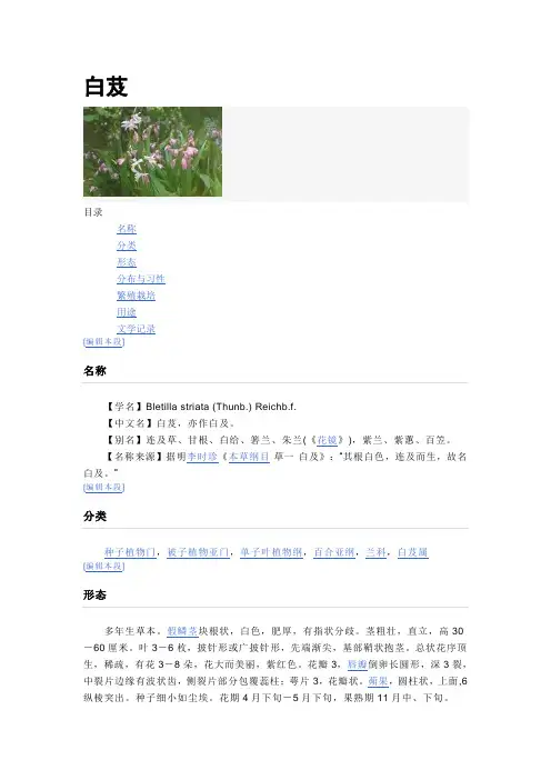白芨