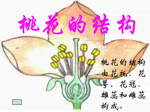 七年级科学桃花的结构(201911)