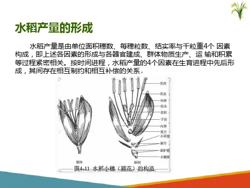 水稻生产的基础知识—水稻产量的形成(北方水稻生产课件)