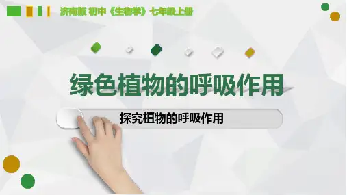 2.1.4+绿色植物的呼吸作用(探究植物的呼吸作用)创新实验说课课件--2024学年济南版生物七上