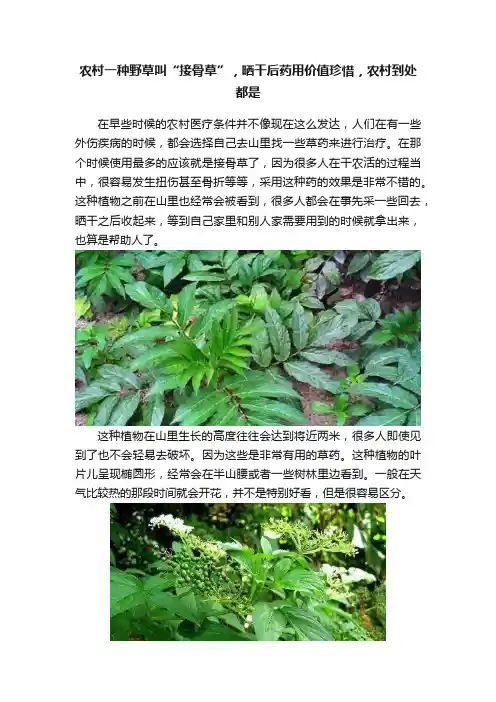 农村一种野草叫“接骨草”，晒干后药用价值珍惜，农村到处都是