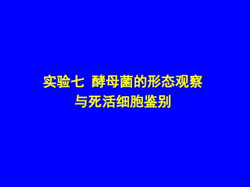 实验七 酵母菌的形态观察和死活细胞鉴别