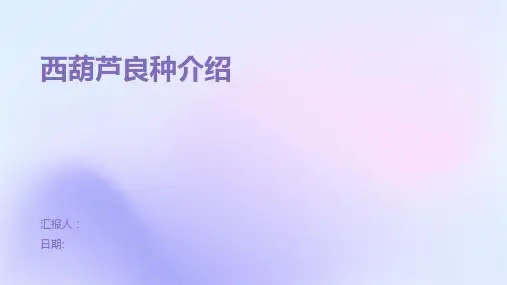 西葫芦良种介绍