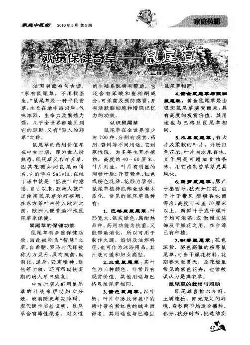 观赏保健奇草--鼠尾草