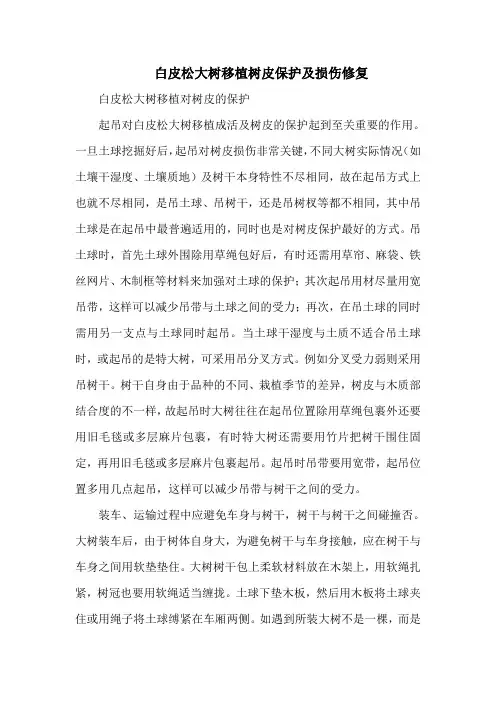 白皮松大树移植树皮保护及损伤修复