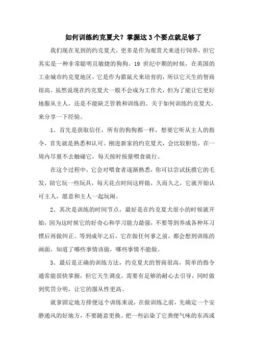 如何训练约克夏犬？掌握这3个要点就足够了
