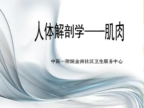 人体解剖学-肌肉PPT课件
