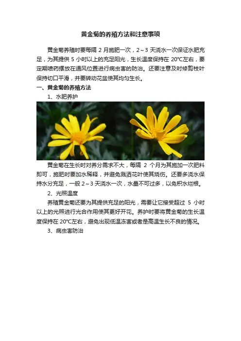 黄金菊的养殖方法和注意事项