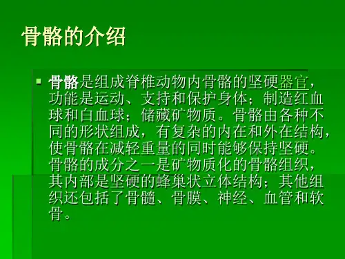 人体骨骼-PPT文档