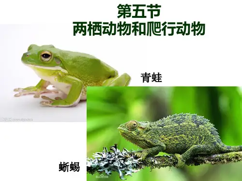 人教版八上生物5.1.5两栖动物和爬行动物课件(共35张PPT)