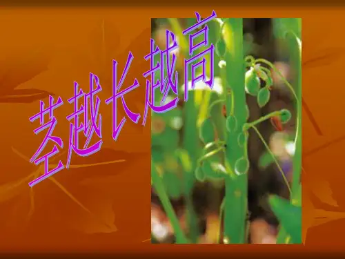 教科版科学三年级下册：1.5 茎越长越高 课件(共8张PPT)