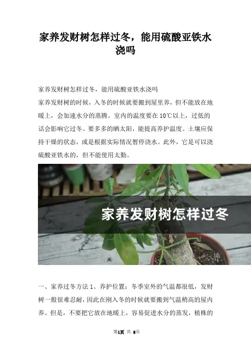 家养发财树怎样过冬，能用硫酸亚铁水浇吗