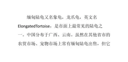 缅甸陆龟的饲养方法