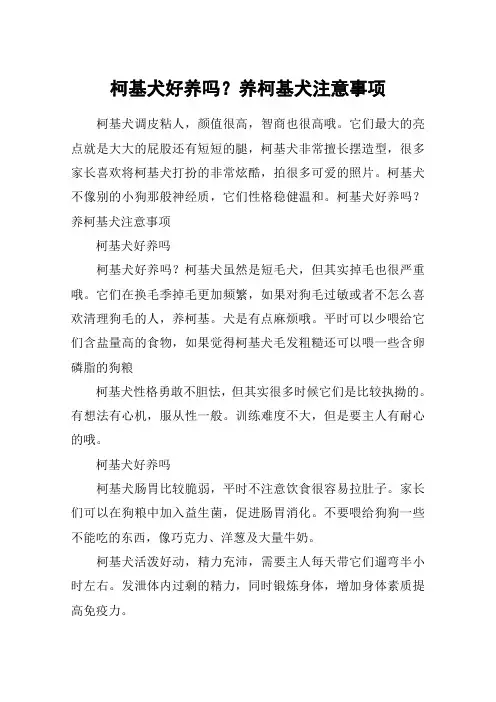 柯基犬好养吗？养柯基犬注意事项
