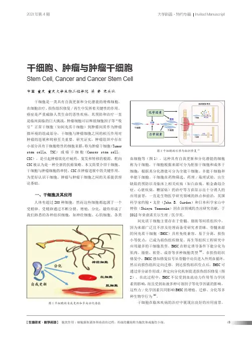 干细胞、肿瘤与肿瘤干细胞