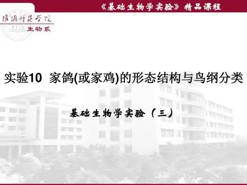 实验10家鸽或家鸡的形态结构与鸟纲分类