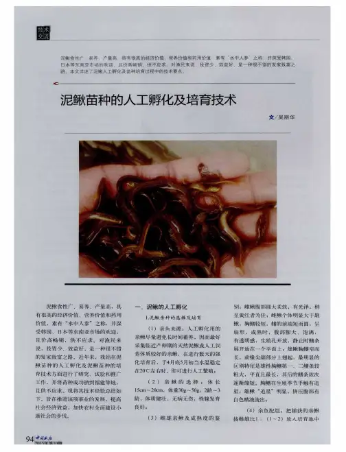 泥鳅苗种的人工孵化及培育技术