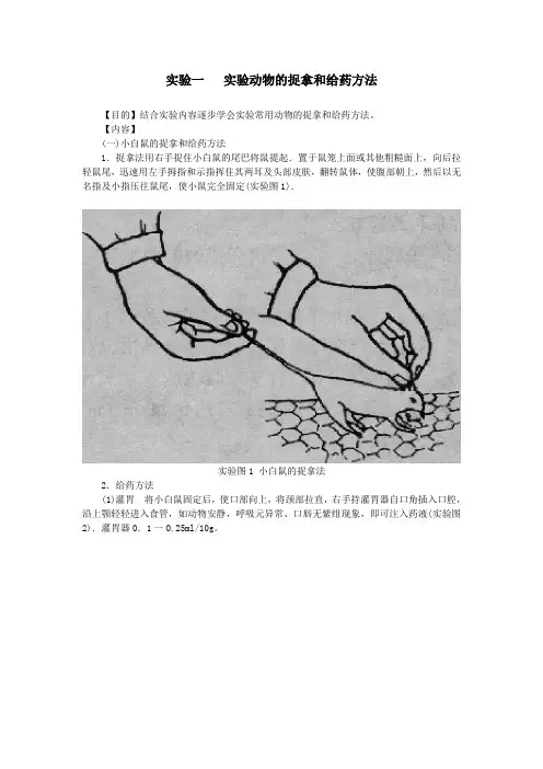 实验动物的捉拿和给药方法