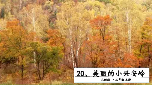 《美丽的小兴安岭》_免费课件