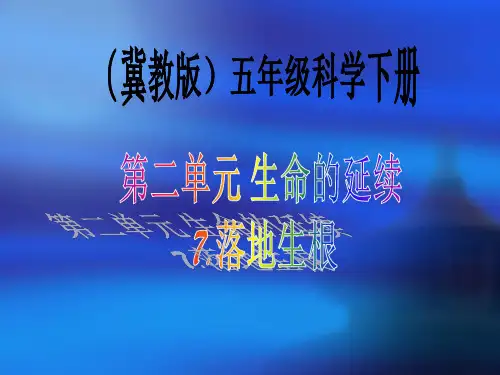 (五下)科学优秀课件-7落地生根 ｜冀教版 PPT(25页)
