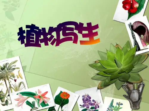 植物写生 ppt课件