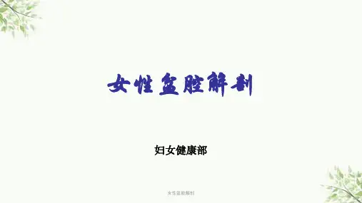 女性盆腔解剖课件