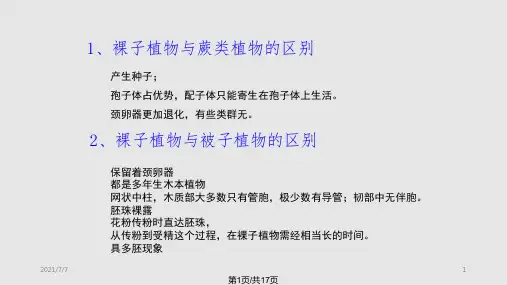 裸子植物总结PPT课件