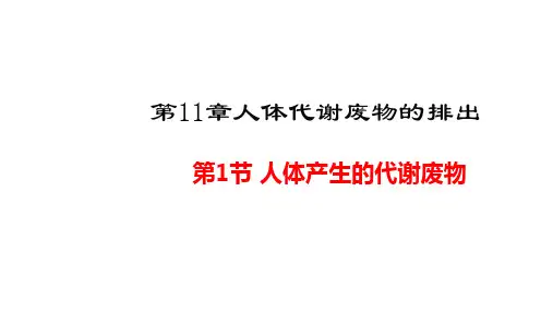 北师大版七年级下册第4单元生物圈中的人第11章人体代谢废物的排出教学课件