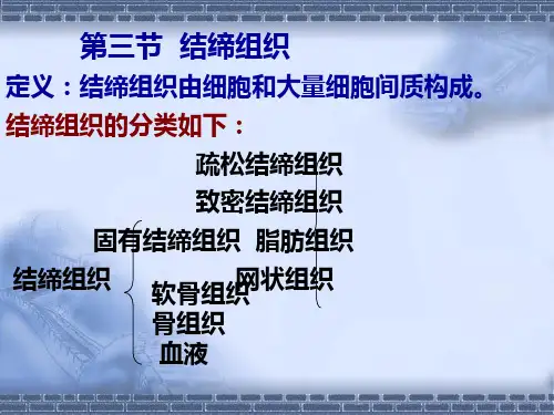解剖学 结缔组织