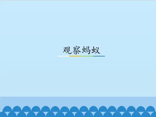四年级上册科学课件-9  观察蚂蚁(鄂教版) (共10张PPT)