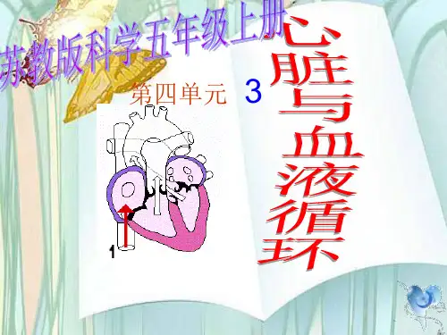 苏教版科学五年级上册课件：4.3 心脏和血液循环 课件
