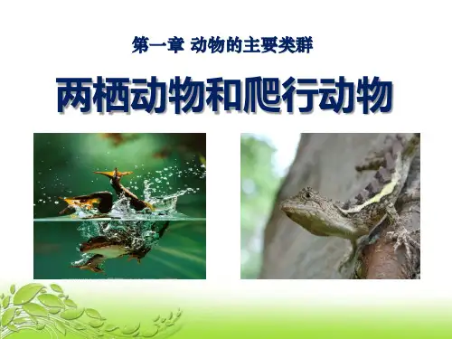 《两栖动物和爬行动物》动物的主要类群PPT课件3