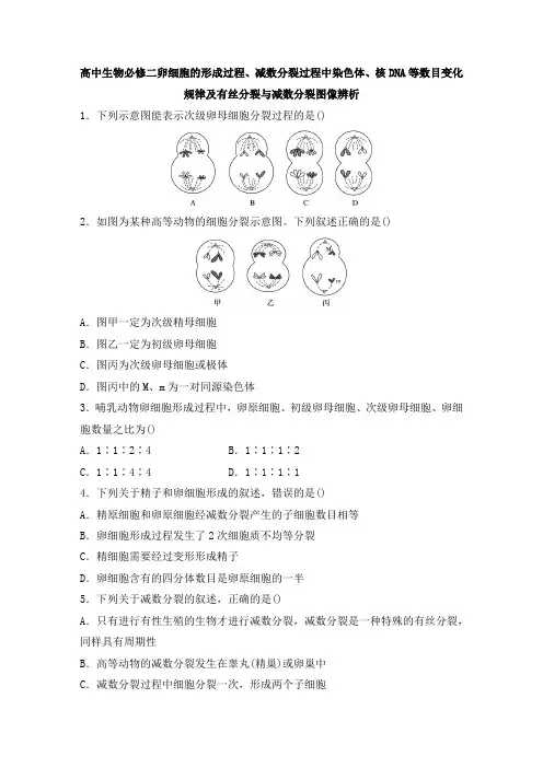 习题1：高中生物人教版2019必修二第二章减数分裂
